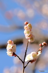 谷保天満宮