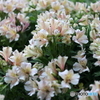 街の花