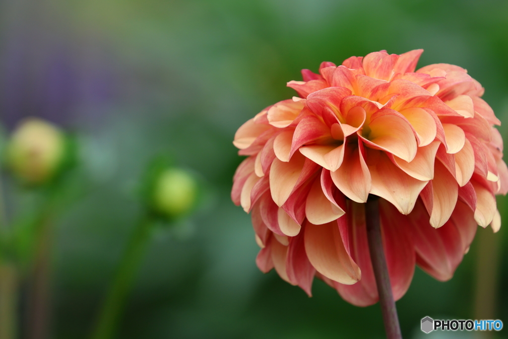 街の花