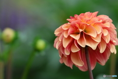 街の花