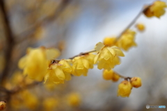 園の花
