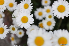 街の花