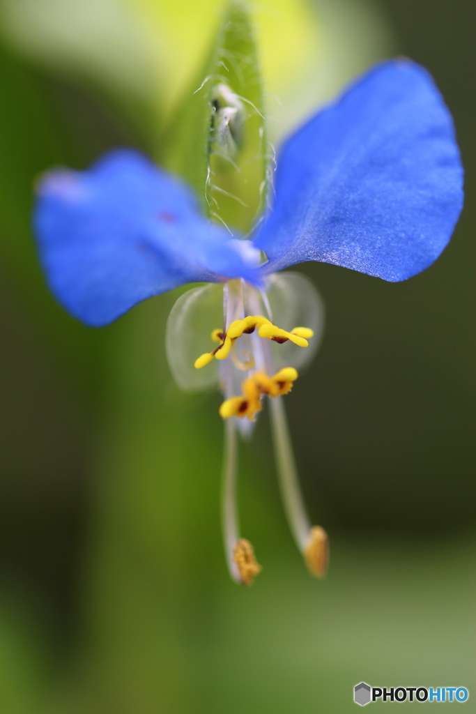 街の花