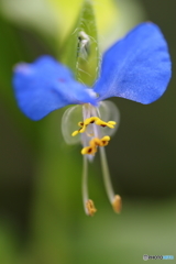 街の花