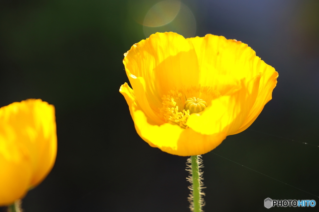街の花
