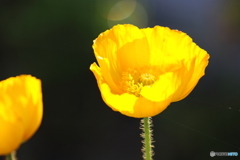 街の花