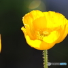 街の花