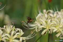 街の花