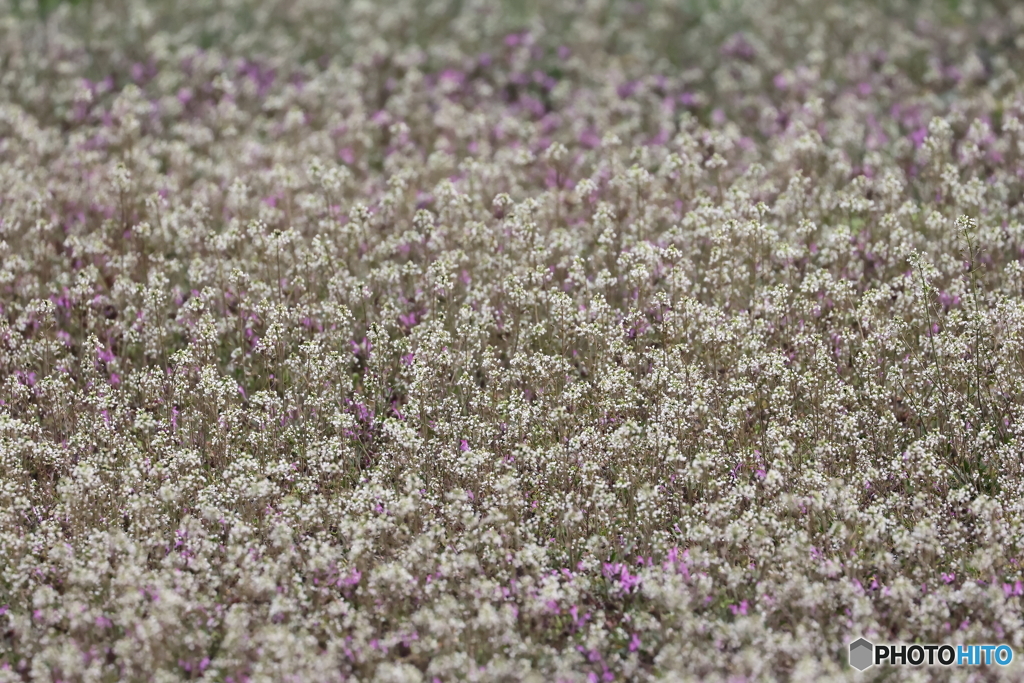 街の花