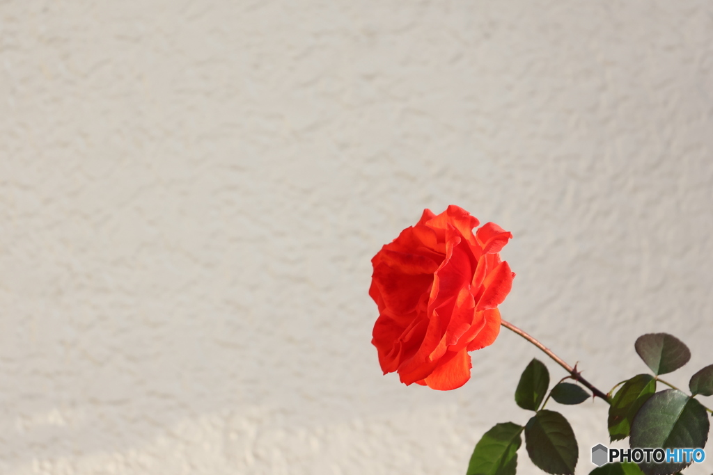 街の花