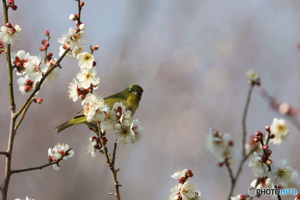 野鳥