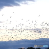 野鳥