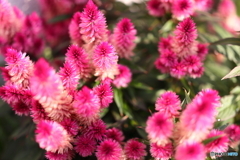 街の花