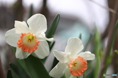 街の花