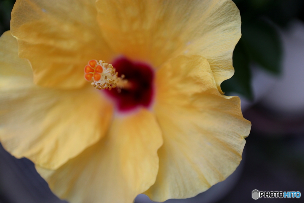 街の花