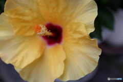 街の花