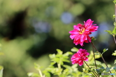 園の花