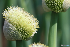 街の花