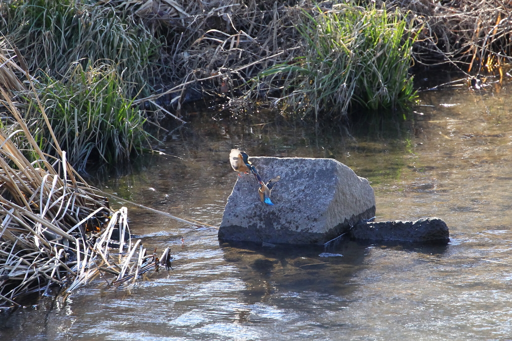 野鳥（大栗川）