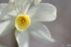 街の花