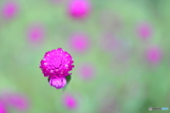 街の花