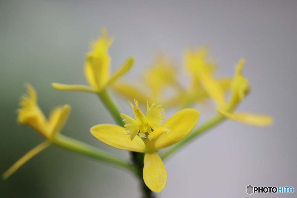 園の花