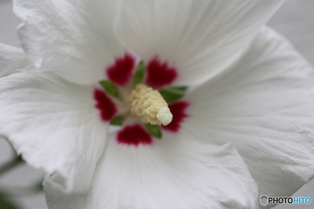 街の花