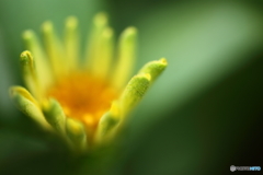 夢幻