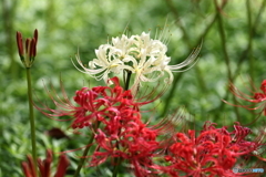 郷土の森