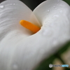 街の花