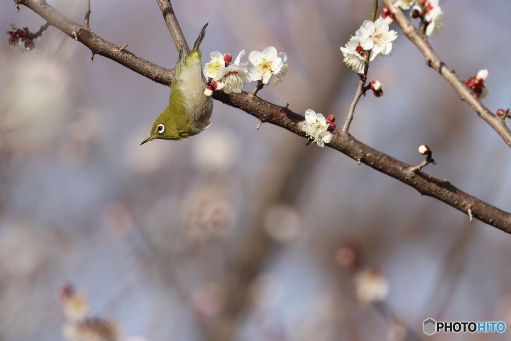 郷土の森