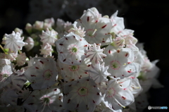 街の花