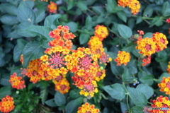 街の花