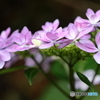 紫陽花