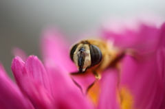 昆虫
