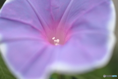 街の花