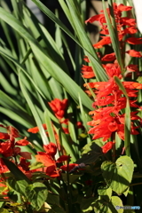 街の花