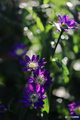 街の花