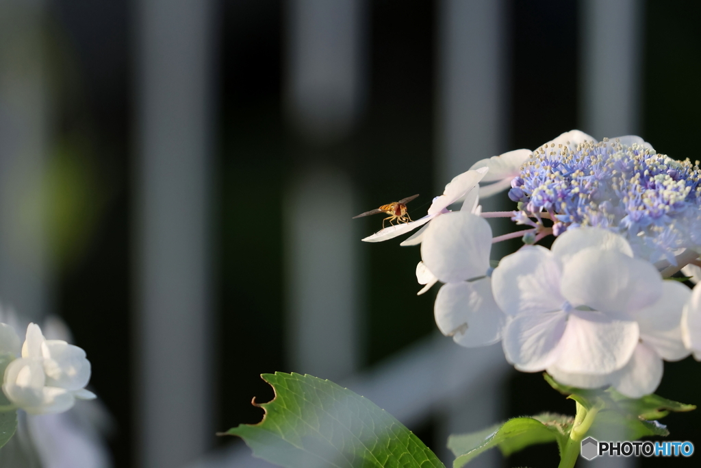 紫陽花