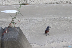 野鳥