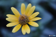 街の花
