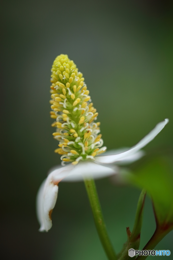 街の花