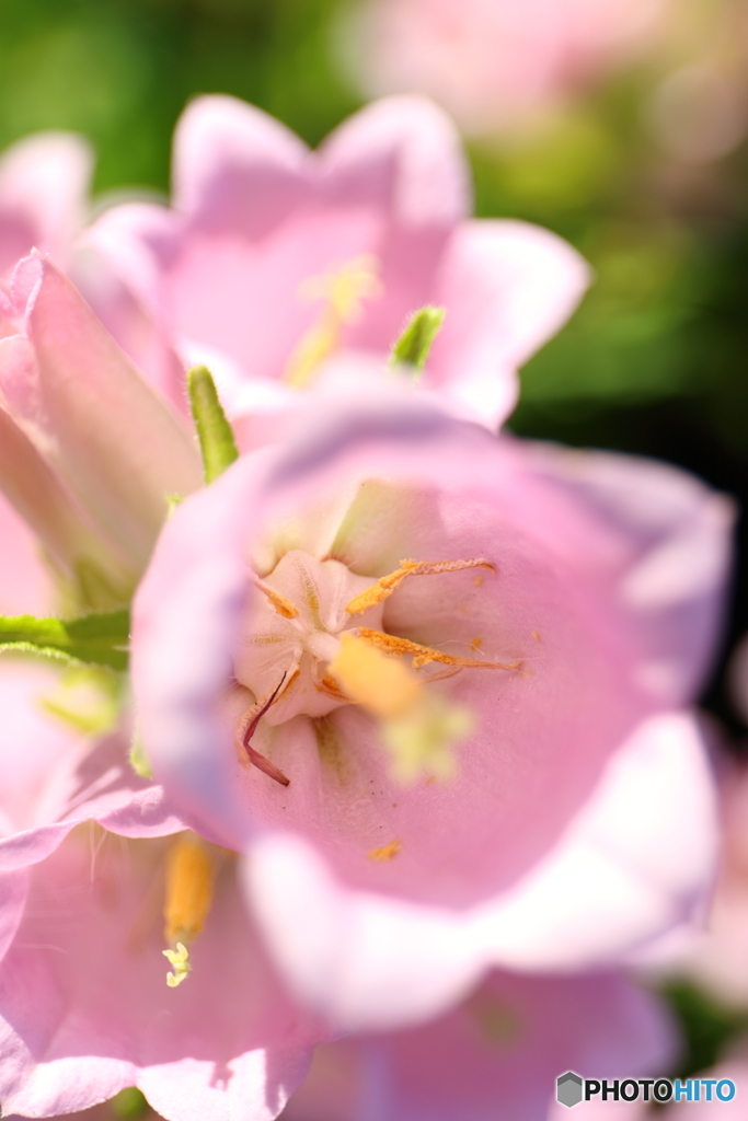 街の花