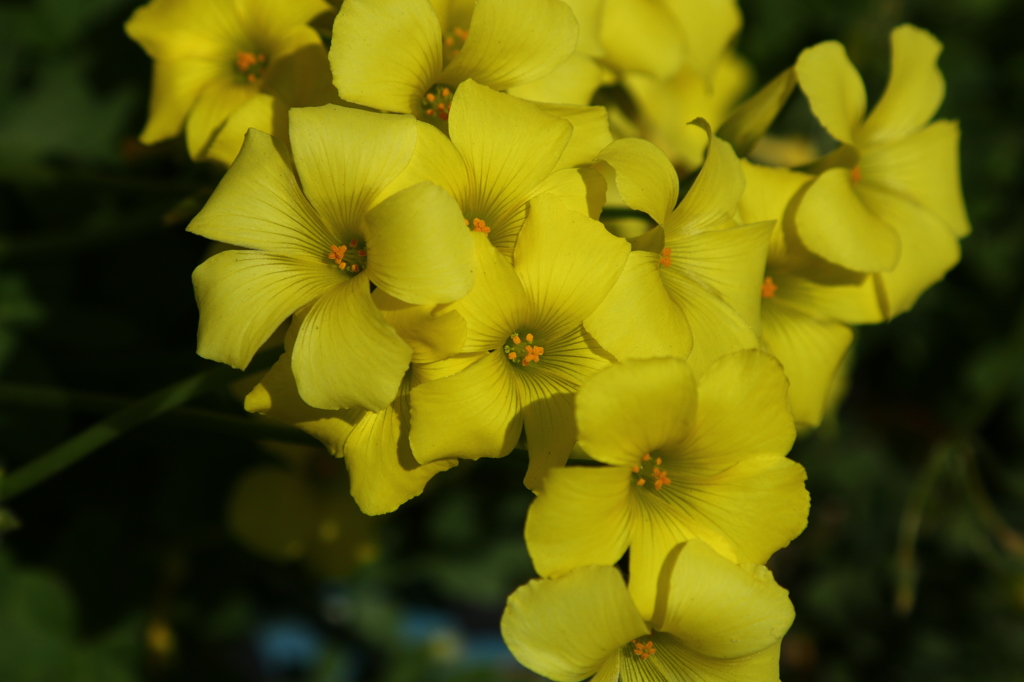湘南の街の花