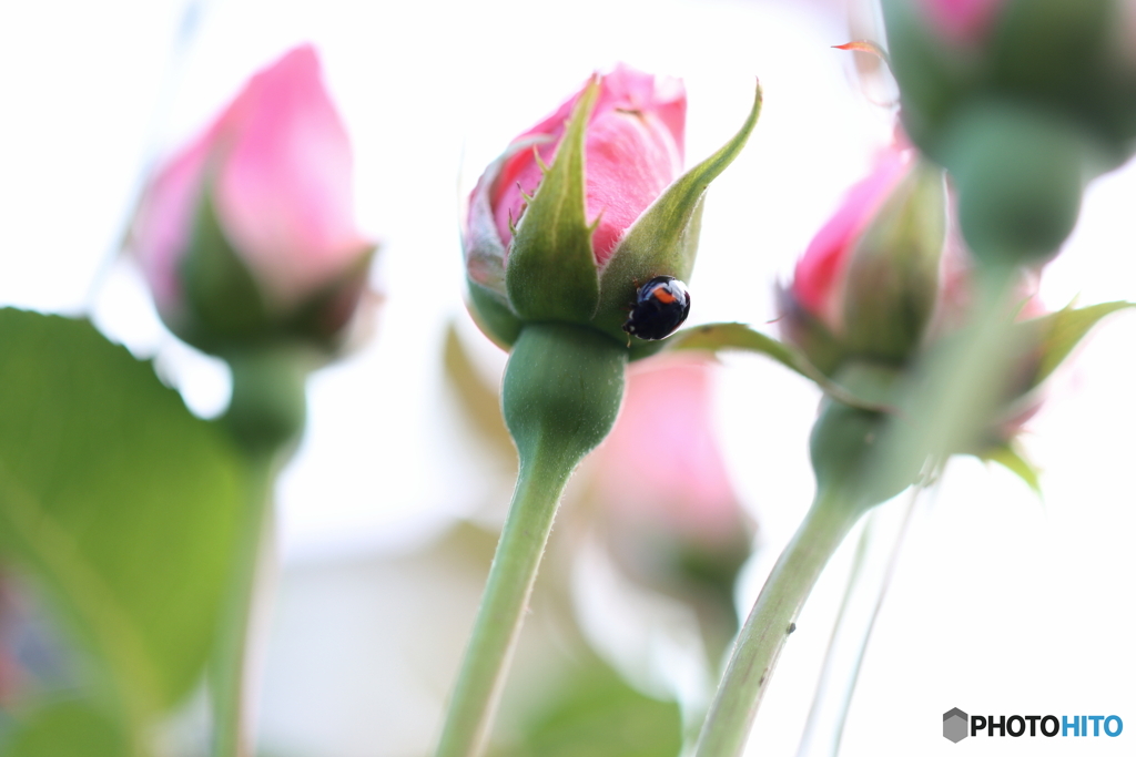 街の花