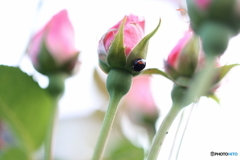 街の花