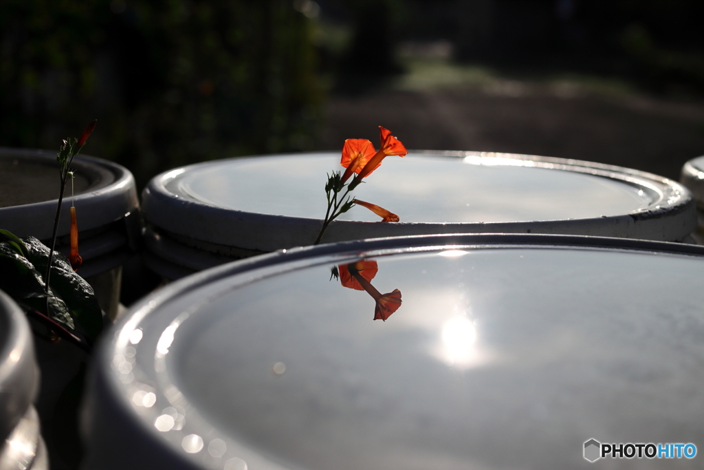 街の花