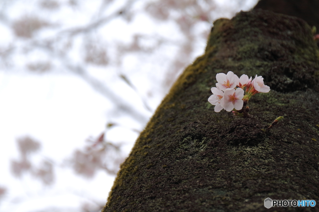街の花