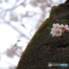 街の花