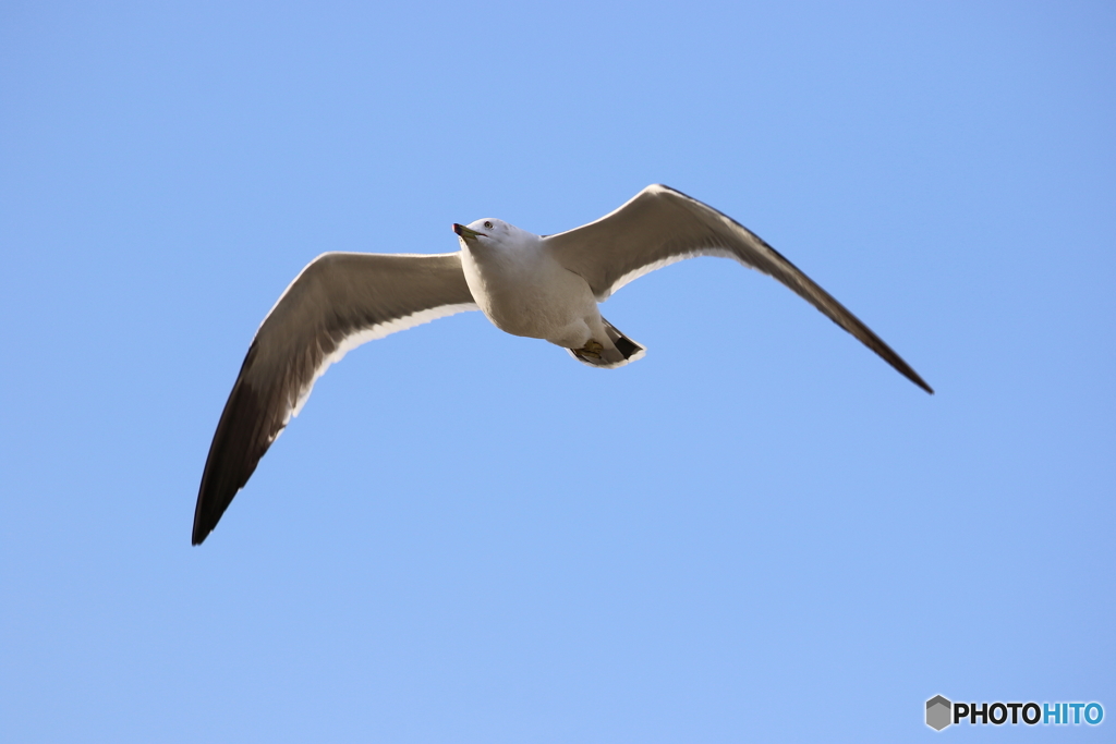 野鳥